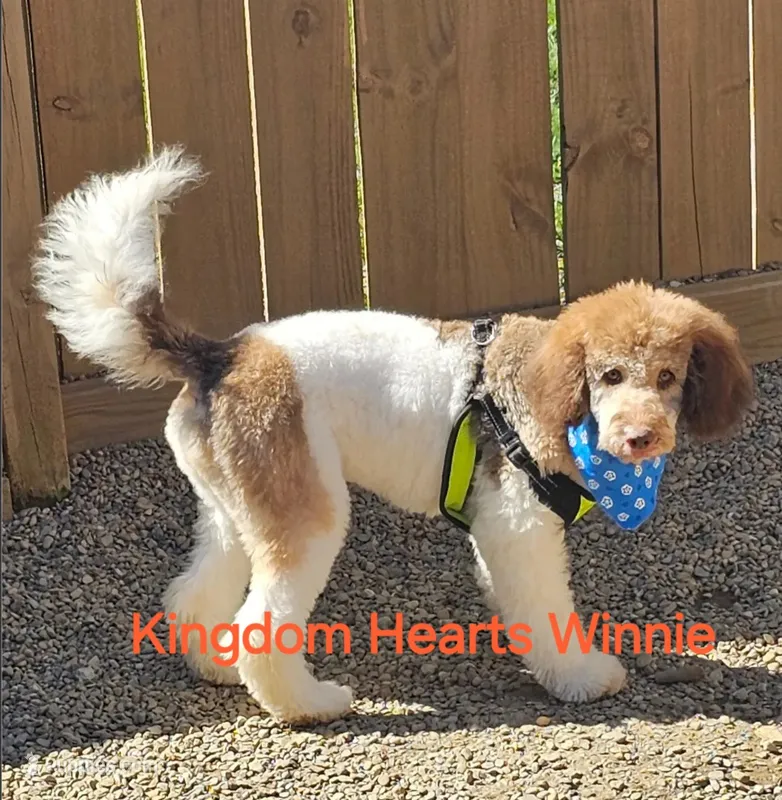 Winnie – Goldendoodle puppy for sale in Salineville, OH