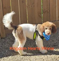 Winnie, a female Goldendoodle for sale in Salineville, OH – 1 of 1