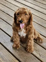 Hattie, a female Poodle - Standard  for sale in Salineville, OH – 4 of 6