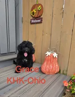 Grace, a male Goldendoodle for sale in Salineville, OH – 2 of 3