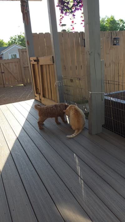 Barrett, a male Miniature Goldendoodle for sale in Salineville, OH – 10 of 10