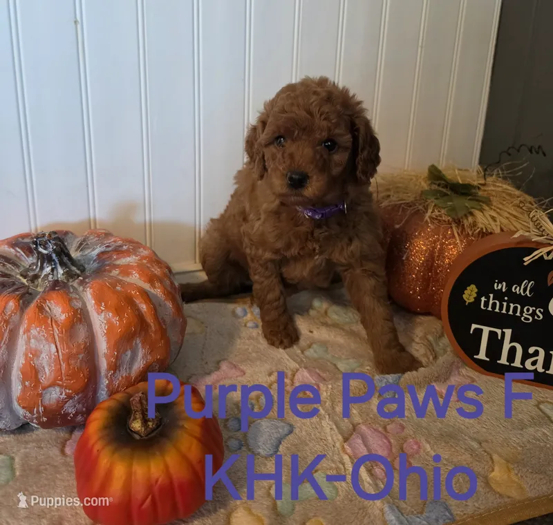 Patsy – Miniature Goldendoodle puppy for sale in Salineville, OH