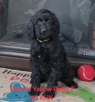 Yuri, a male Goldendoodle for sale in Salineville, OH – 2 of 3