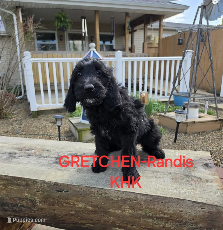Gretchen – Goldendoodle puppy for sale in Salineville, OH