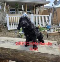 Gretchen, a male Goldendoodle for sale in Salineville, OH – 1 of 2