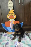 Nutella, a female Miniature Goldendoodle for sale in Salineville, OH – 2 of 3