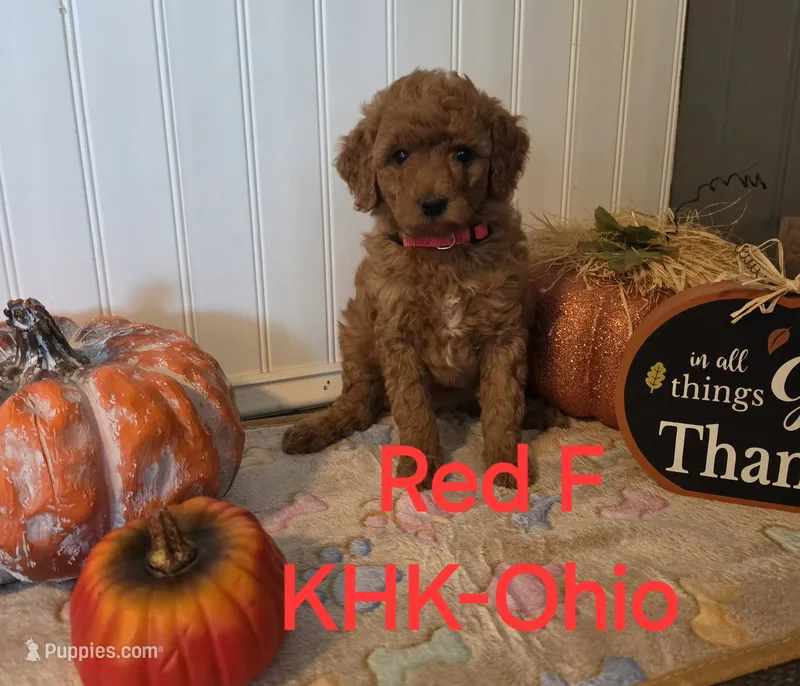 Reba – Miniature Goldendoodle puppy for sale in Salineville, OH