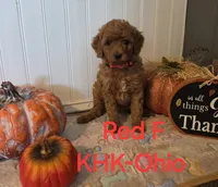 Reba, a female Miniature Goldendoodle for sale in Salineville, OH – 1 of 2