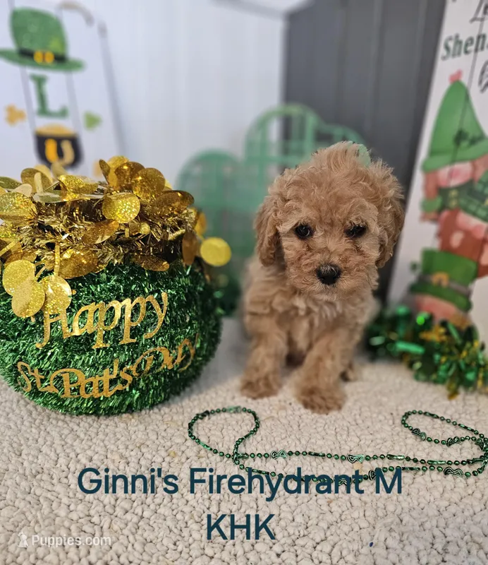 Severide – Miniature Goldendoodle puppy for sale in Salineville, OH