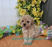Severide, a male Miniature Goldendoodle for sale in Salineville, OH – Photo 2 of 2
