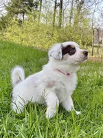Hot Pink (Panda), a female Border Collie for sale in Maryville, TN – Photo 5 of 10