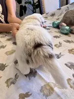 Hot Pink, a female Border Collie for sale in Maryville, TN – Photo 2 of 7