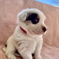 Hot Pink (Panda), a female Border Collie for sale in Maryville, TN – Photo 1 of 8