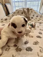 Hot Pink, a female Border Collie for sale in Maryville, TN – Photo 3 of 7
