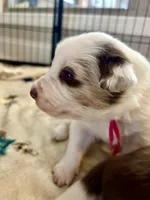Hot Pink, a female Border Collie for sale in Maryville, TN – Photo 7 of 7