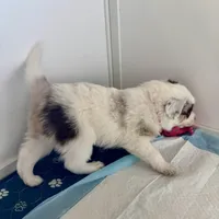 Hot Pink (Panda), a female Border Collie for sale in Maryville, TN – Photo 7 of 8