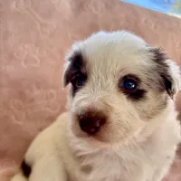 Hot Pink (Panda), a female Border Collie for sale in Maryville, TN – Photo 5 of 8