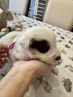 Hot Pink, a female Border Collie for sale in Maryville, TN – Photo 1 of 7