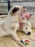 Hot Pink, a female Border Collie for sale in Maryville, TN – Photo 6 of 7