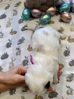 Hot Pink, a female Border Collie for sale in Maryville, TN – Photo 5 of 7