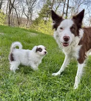 Hot Pink (Panda), a female Border Collie for sale in Maryville, TN – Photo 4 of 10