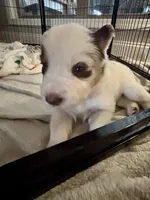 Hot Pink, a female Border Collie for sale in Maryville, TN – Photo 4 of 7