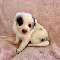 Hot Pink (Panda), a female Border Collie for sale in Maryville, TN – Photo 2 of 8