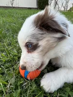 Hot Pink (Panda), a female Border Collie for sale in Maryville, TN – Photo 3 of 10