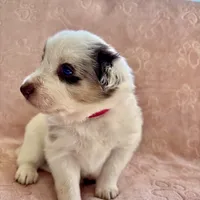 Hot Pink (Panda), a female Border Collie for sale in Maryville, TN – Photo 6 of 8