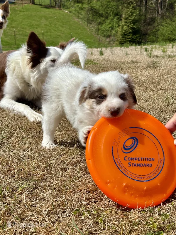 Hot Pink (Panda) – Border Collie puppy for sale in Maryville, TN