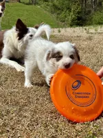 Hot Pink (Panda), a female Border Collie for sale in Maryville, TN – Photo 1 of 10