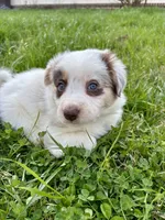 Hot Pink (Panda), a female Border Collie for sale in Maryville, TN – Photo 2 of 10