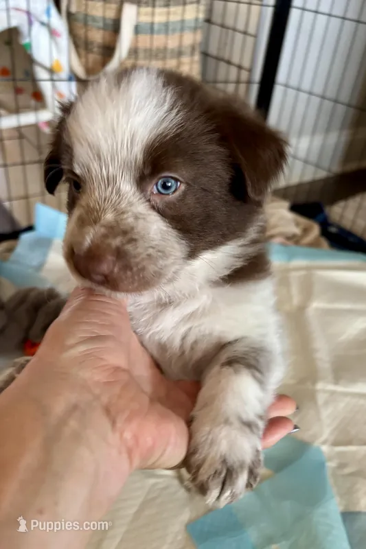 Orange Collar "Monkey" – Border Collie puppy for sale in Maryville, TN