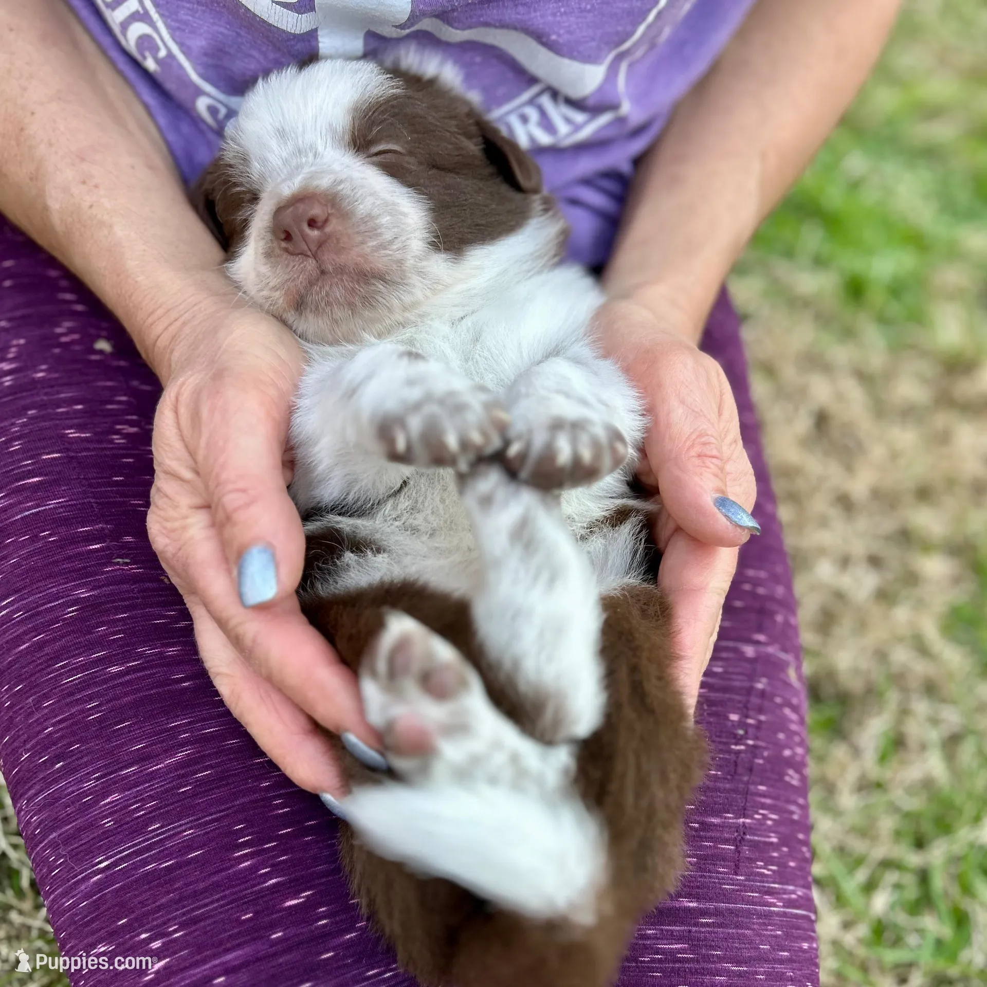 Orange Collar "Monkey", a female Border Collie for sale in Maryville, TN – Photo 3 of 7