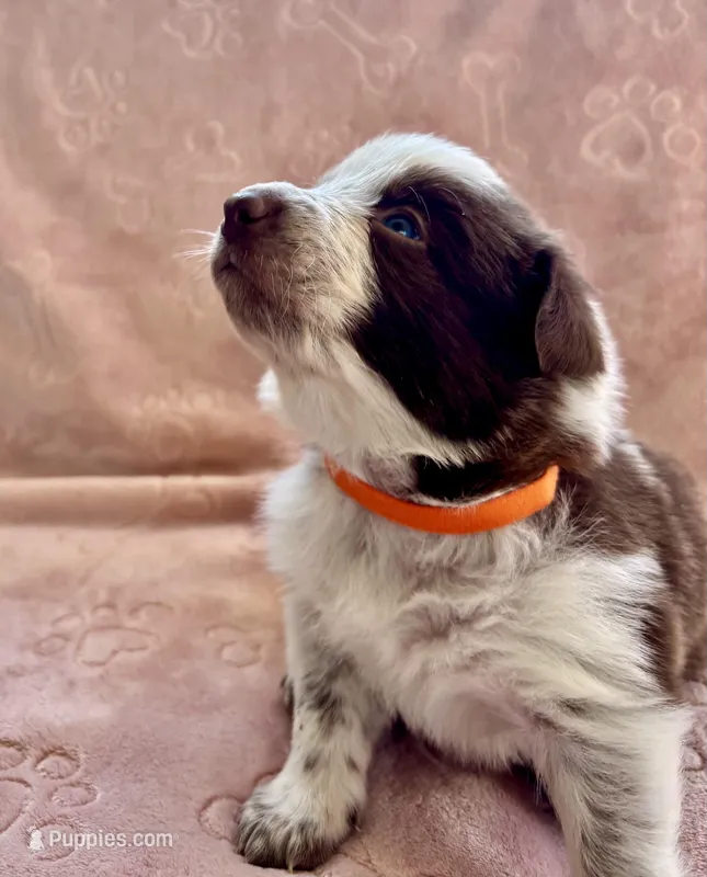 Orange Collar
