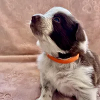 Orange Collar "Monkey", a female Border Collie for sale in Maryville, TN – Photo 4 of 7