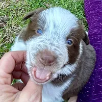Orange Collar "Monkey", a female Border Collie for sale in Maryville, TN – Photo 2 of 7