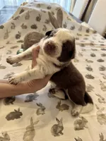 Orange Collar, a female Border Collie for sale in Maryville, TN – Photo 3 of 5