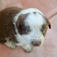 Orange Collar "Monkey", a female Border Collie for sale in Maryville, TN – Photo 7 of 7