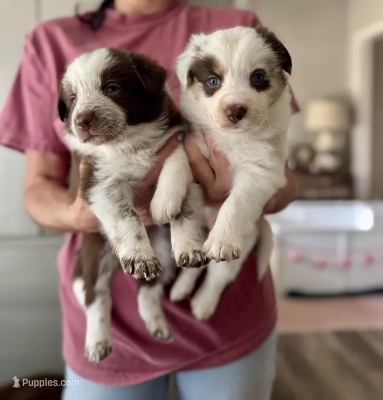 Orange Collar "Monkey"