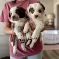 Orange Collar "Monkey", a female Border Collie for sale in Maryville, TN – Photo 1 of 7