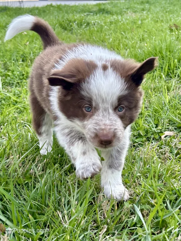 Orange Collar "Monkey" – Border Collie puppy for sale in Maryville, TN