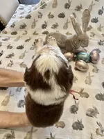 Orange Collar, a female Border Collie for sale in Maryville, TN – Photo 1 of 5