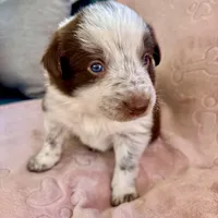 Orange Collar "Monkey", a female Border Collie for sale in Maryville, TN – Photo 6 of 7