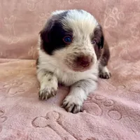 Orange Collar "Monkey", a female Border Collie for sale in Maryville, TN – Photo 5 of 7