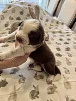 Orange Collar, a female Border Collie for sale in Maryville, TN – Photo 5 of 5