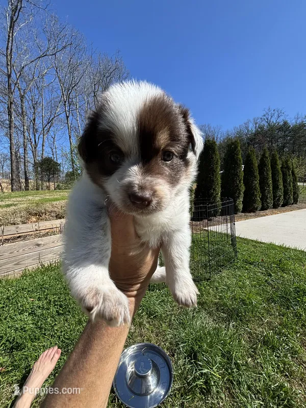 Light Pink Annie – Border Collie puppy for sale in Maryville, TN
