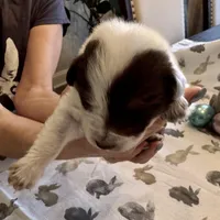 Light Pink Annie, a female Border Collie for sale in Maryville, TN – Photo 2 of 7