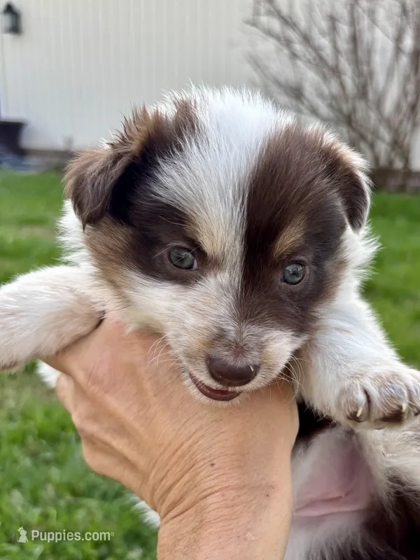 Light Pink Annie – Border Collie puppy for sale in Maryville, TN
