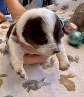 Light Pink Annie, a female Border Collie for sale in Maryville, TN – Photo 3 of 7